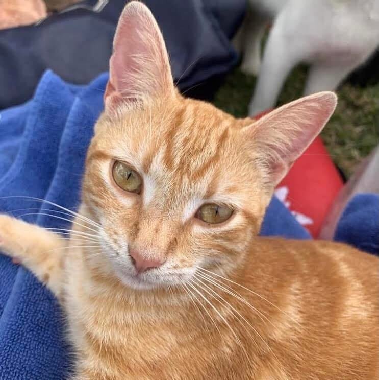 Rescue animal from Ocean Acres